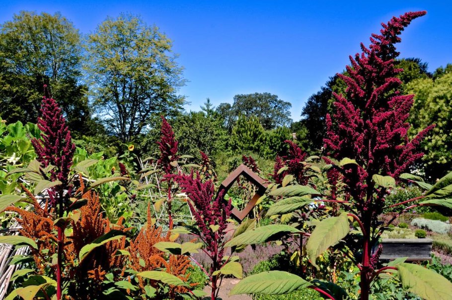 Амарант растение