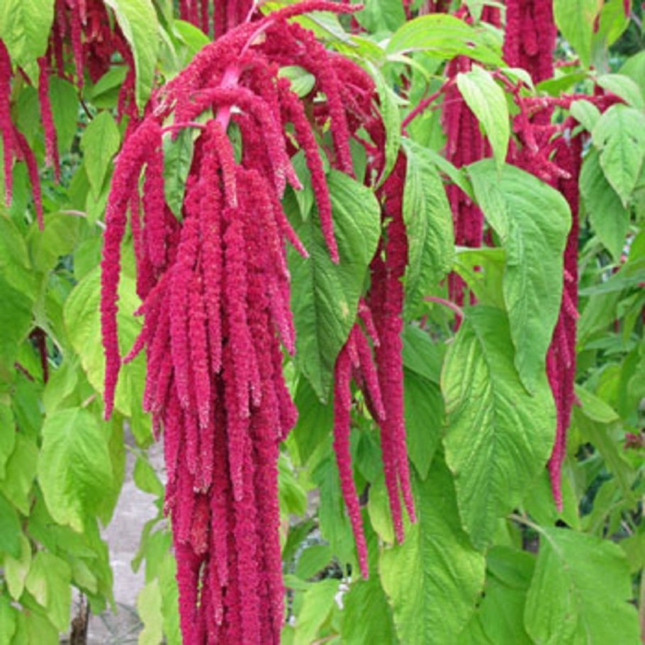 Амарант хвостатый красный