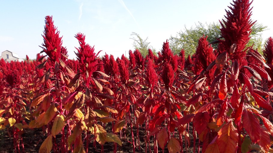 Амарант Иллюминейшн