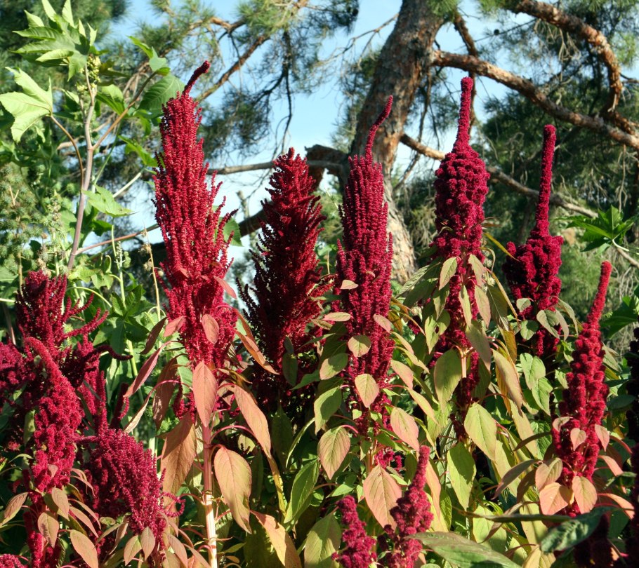 Амарант хвостатый (Amaranthus caudatus)