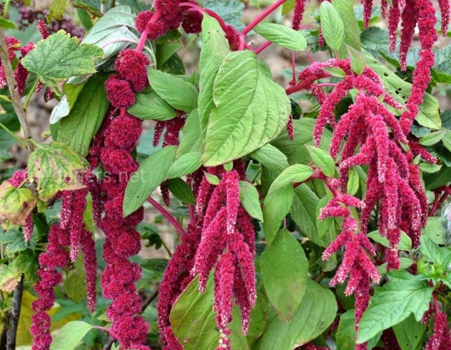 Амарант хвостатый красный