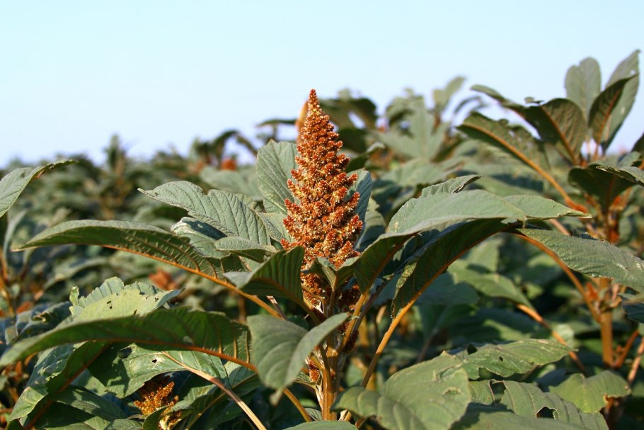 Амарант Воронежский
