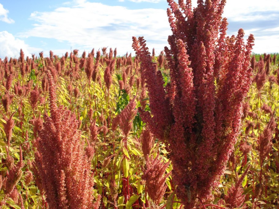 Амаранта Кшир