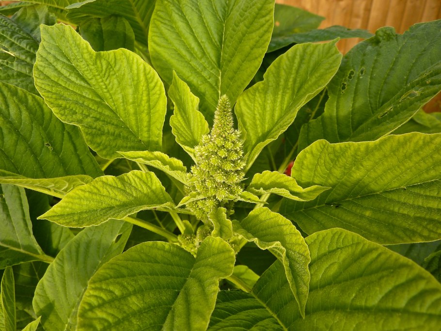 Амарант вредители Амарант