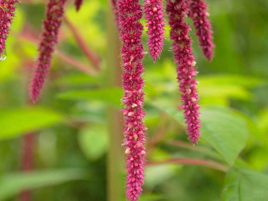 Амарант белый