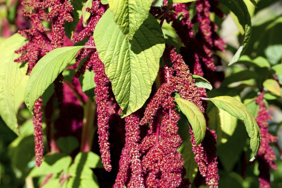 Амарант растение семена