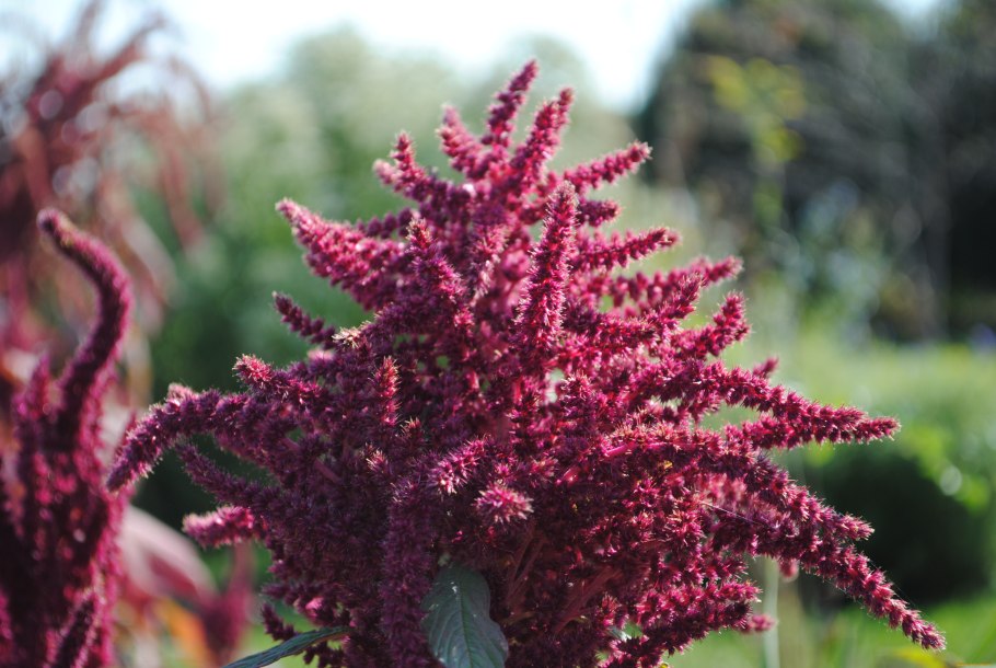 Амарант метельчатый