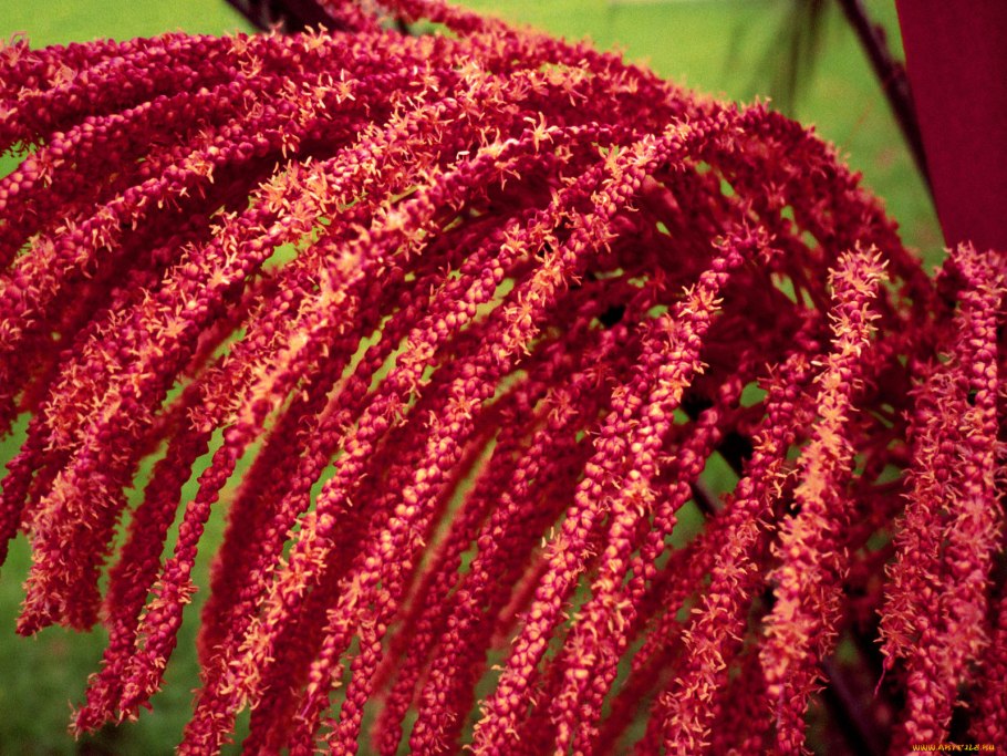 Амарант растение семена