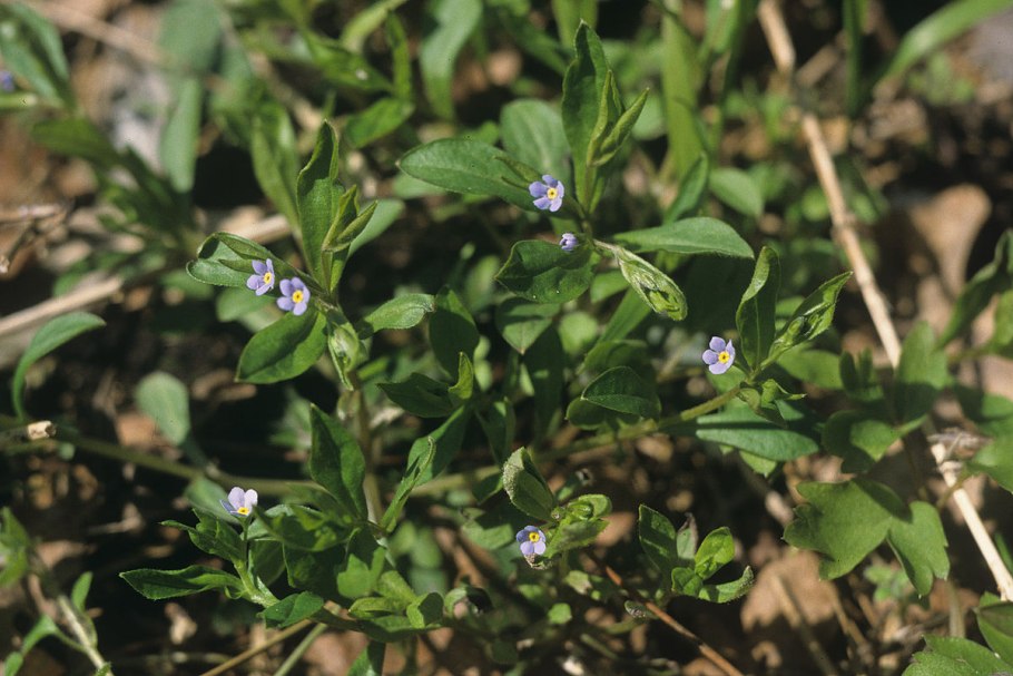 Пупочник ползучий