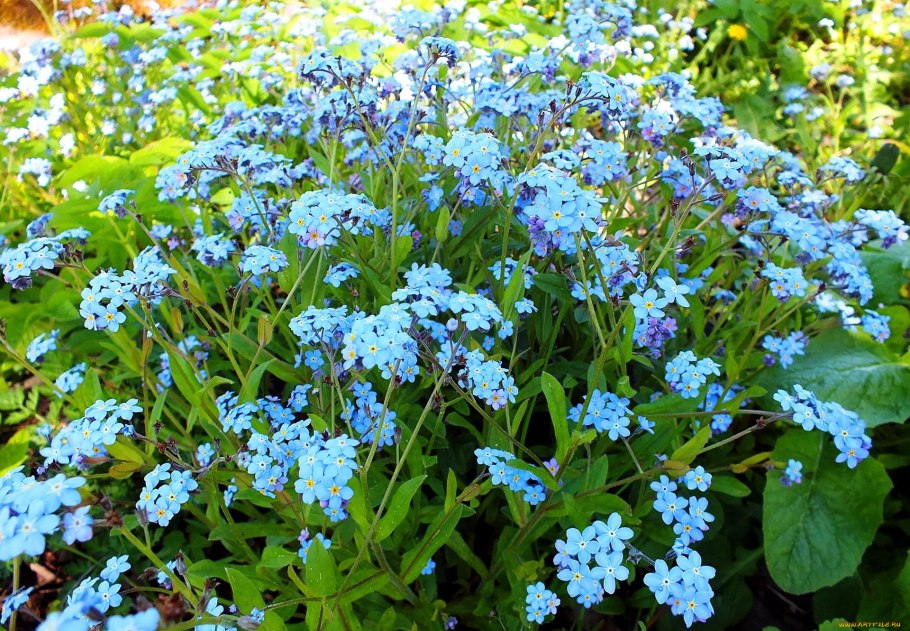 Пупочник весенний Alba