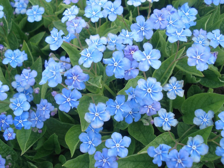 Пупочник Каппадокийский