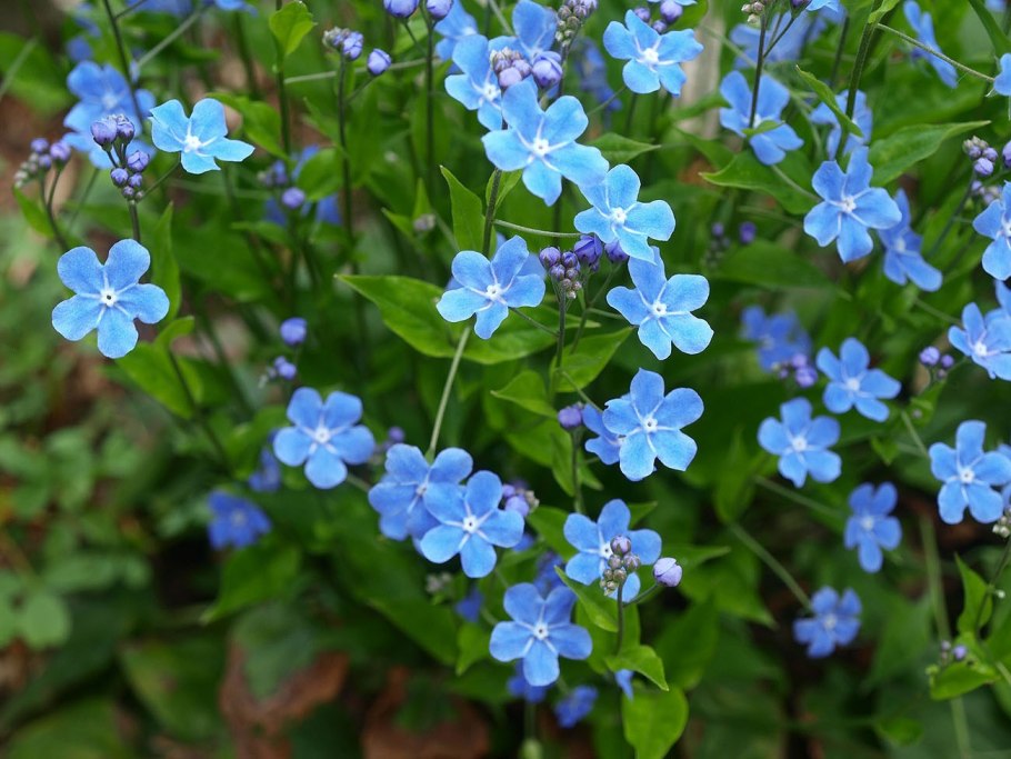 Пупочник весенний omphalodes Verna