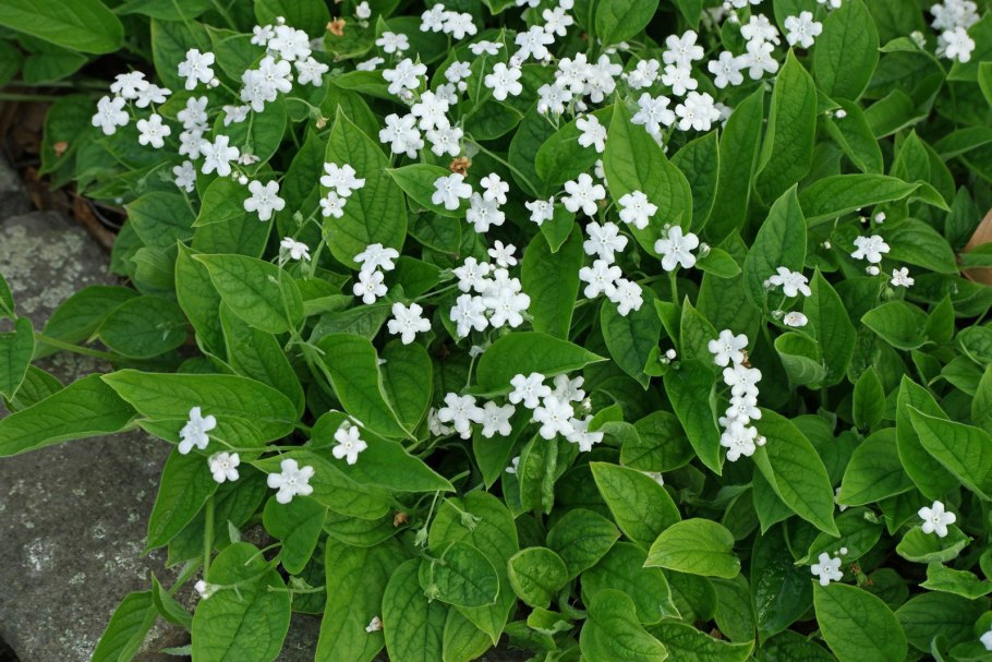 Омфалодес скальный