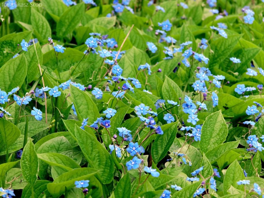Пупочник весенний omphalodes Verna