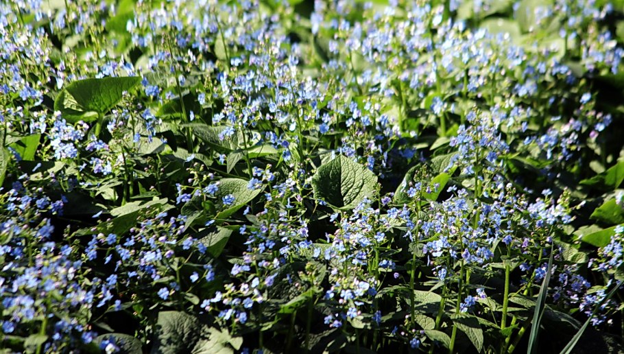 Омфалодес весенний (Пупочник) (omphalodes Verna)
