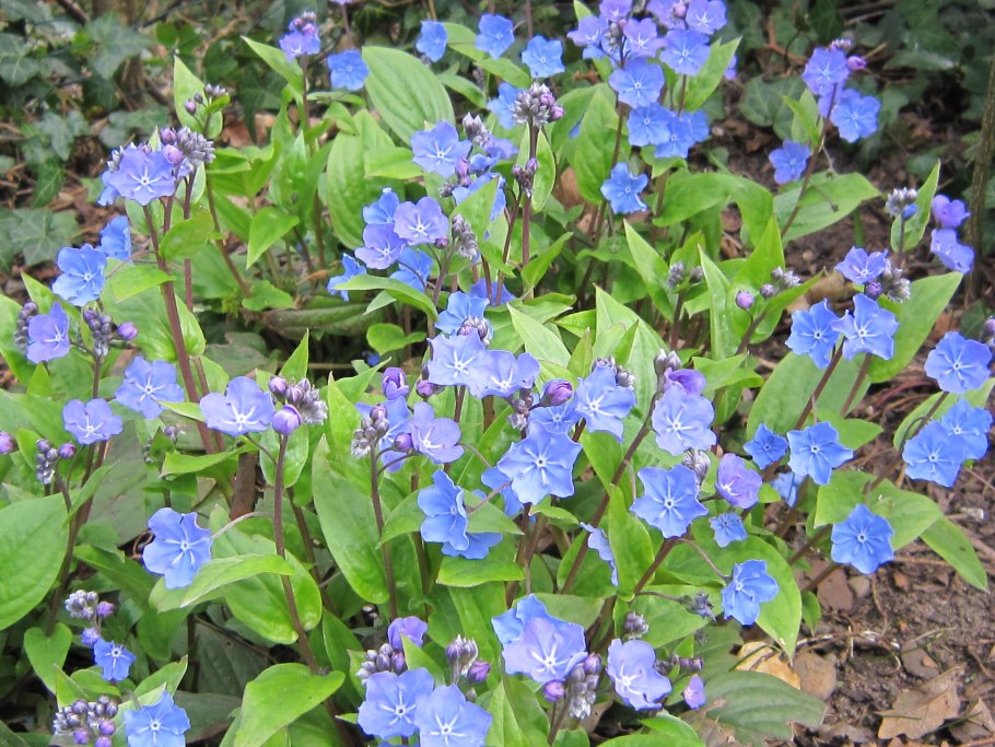 Пупочник весенний omphalodes Verna