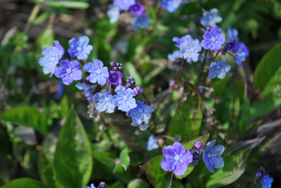 Пупочник Каппадокийский omphalodes cappadocica