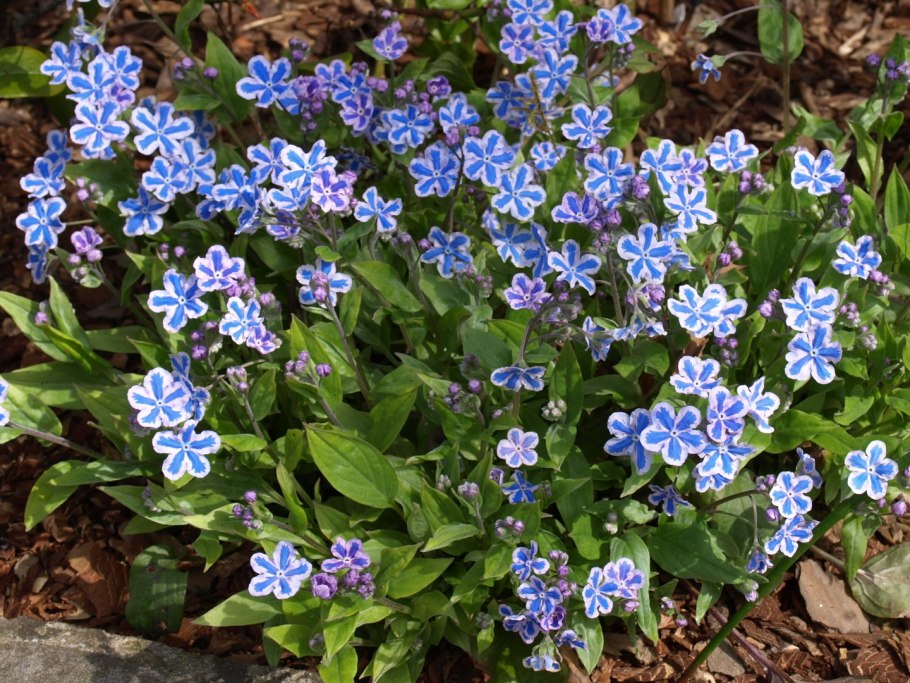 Пупочник ползучий