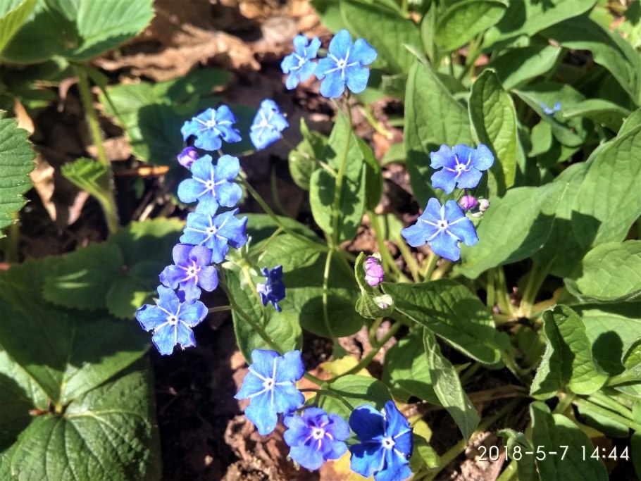 Пупочник Каппадокийский