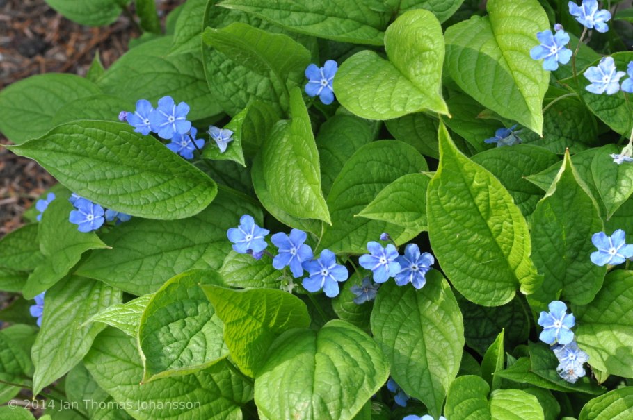 Омфалодес весенний (Пупочник) (omphalodes Verna)