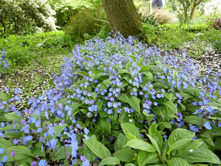 Омфалодес весенний (Пупочник) (omphalodes Verna)