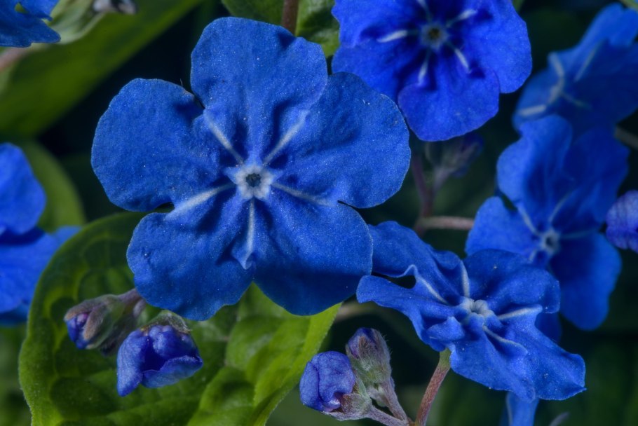 Пупочник Каппадокийский