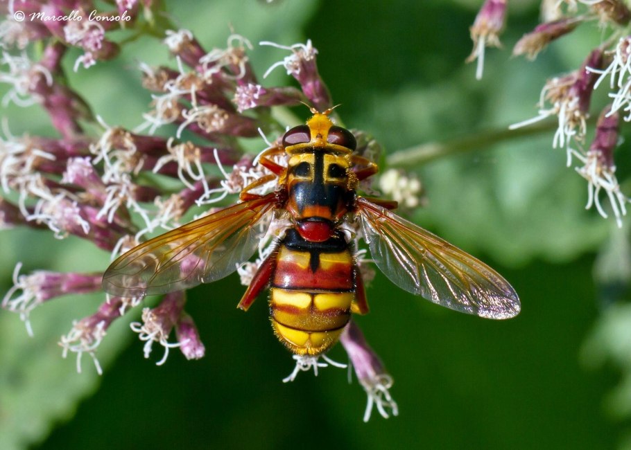 Схизахна мозолистая