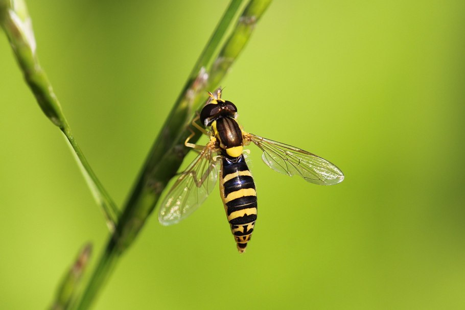 Оса Муха журчалка пчела