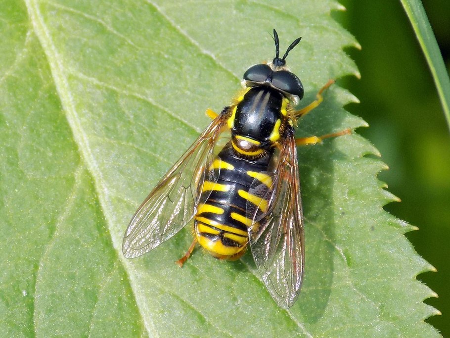 Муха журчалка