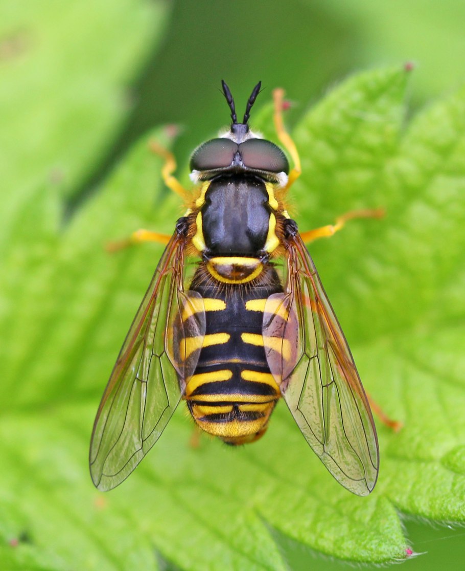 Мимикрия Муха журчалка