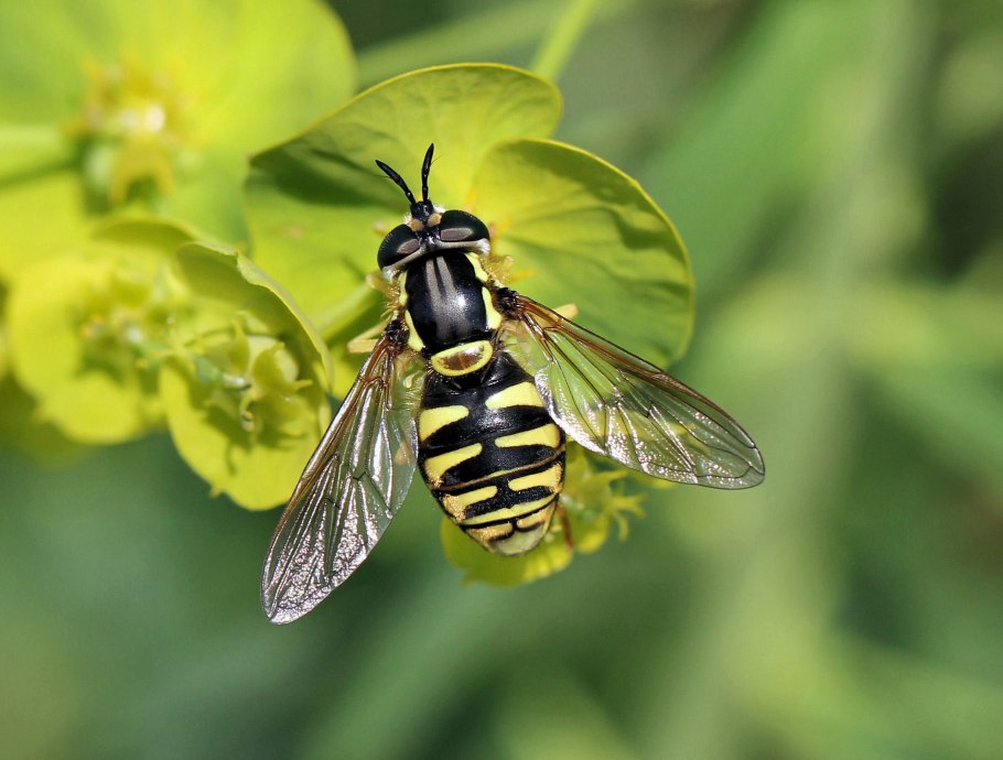 Мимикрия Муха журчалка