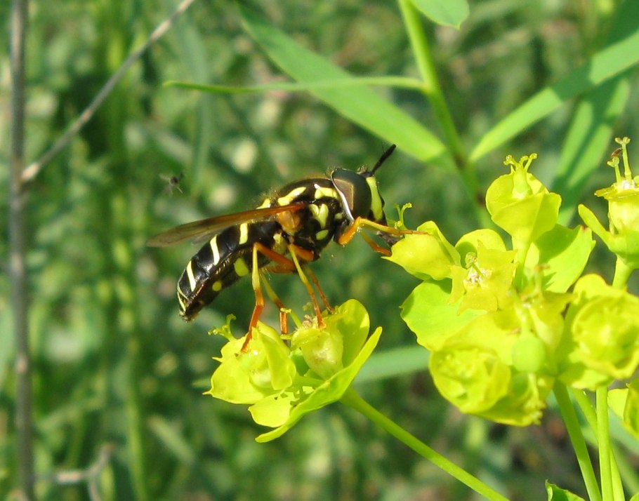 Овсовидка мозолистая