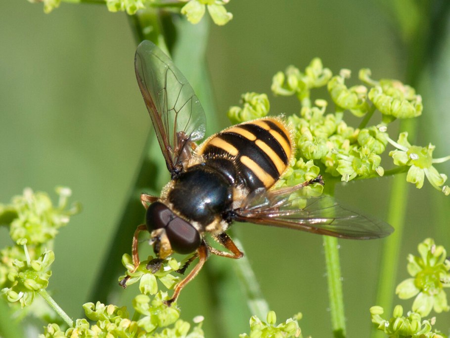 Журчалка обыкновенная