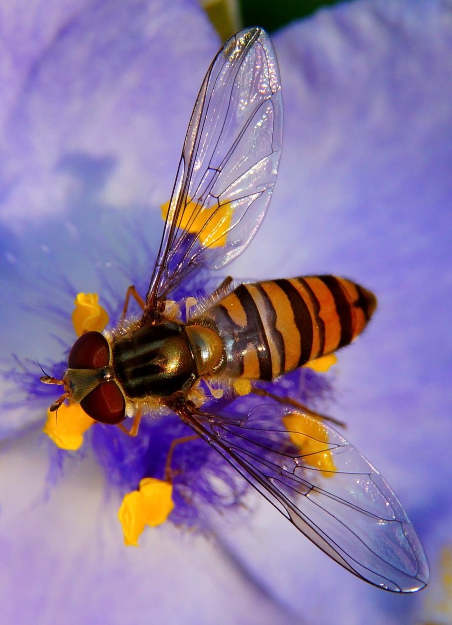 Муха журчалка и пчела