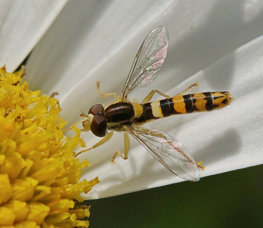 Журчалка обыкновенная