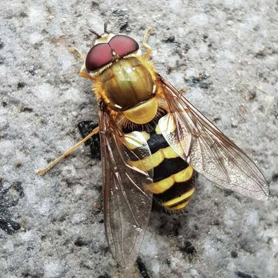 Схизахна мозолистая