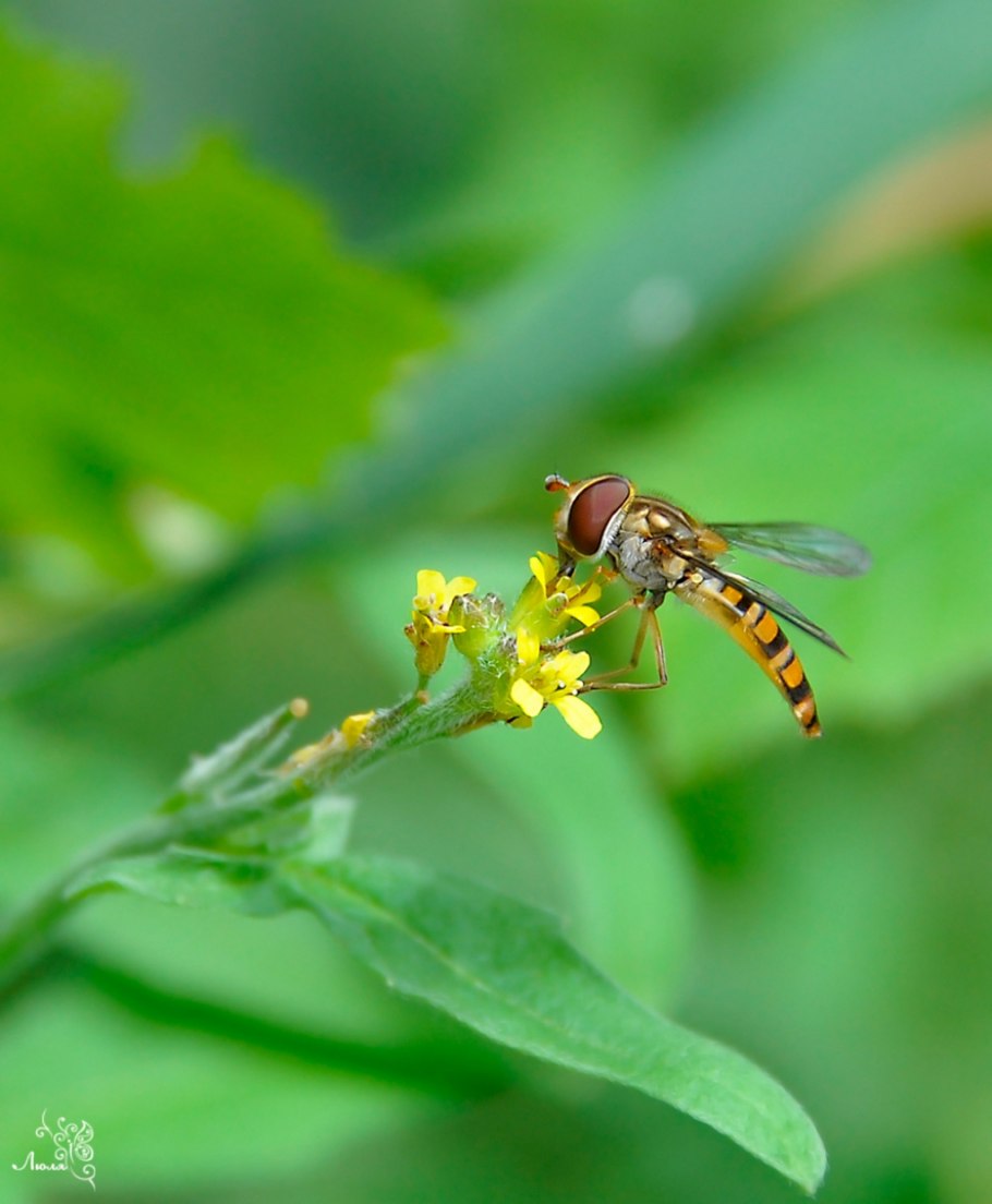 Муха-журчалка (сирфида)