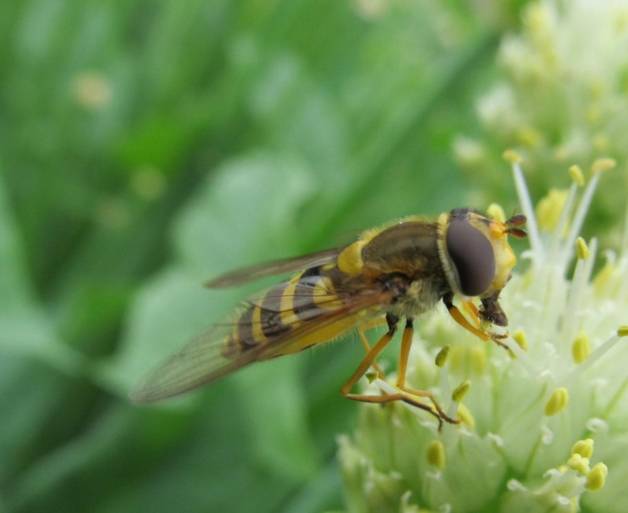 Муха журчалка
