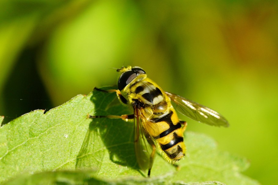 Журчалка обыкновенная