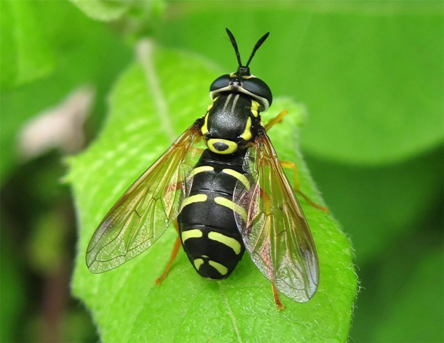 Муха журчалка