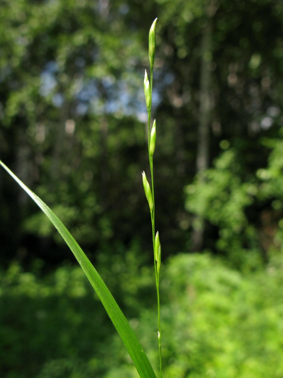 Тимофеевка мятлик овсяница