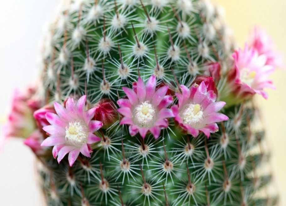 Кактус Mammillaria