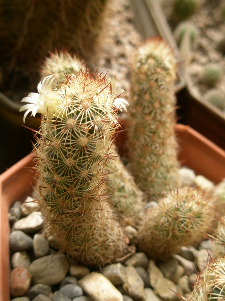 Маммиллярия бокасана Кактус