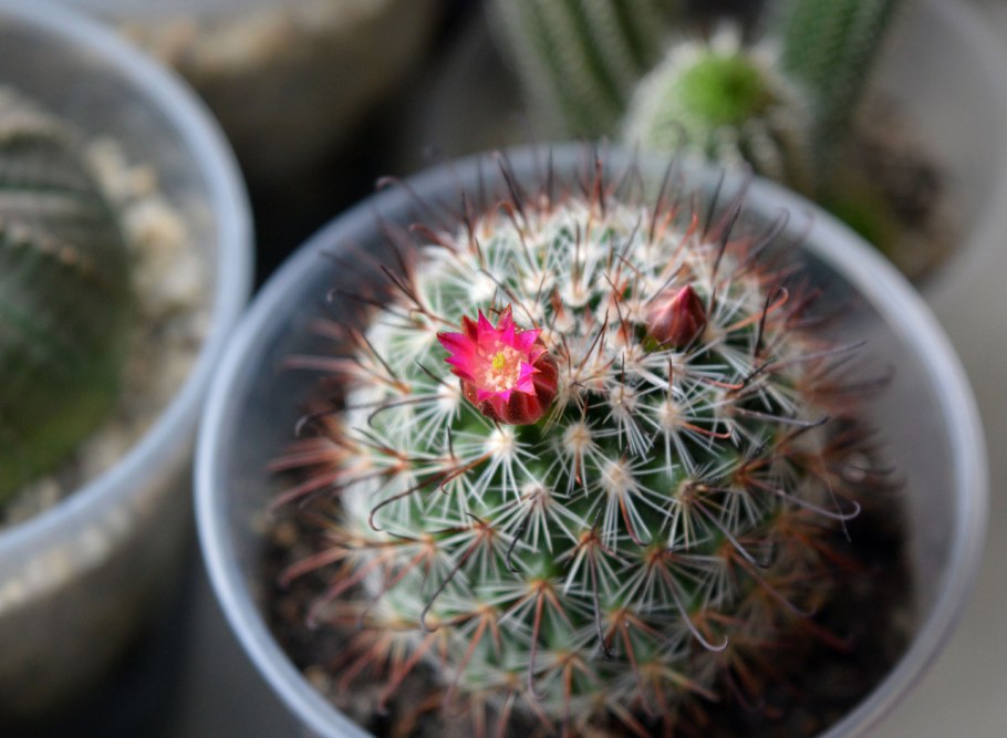 Маммиллярия псевдопербелла