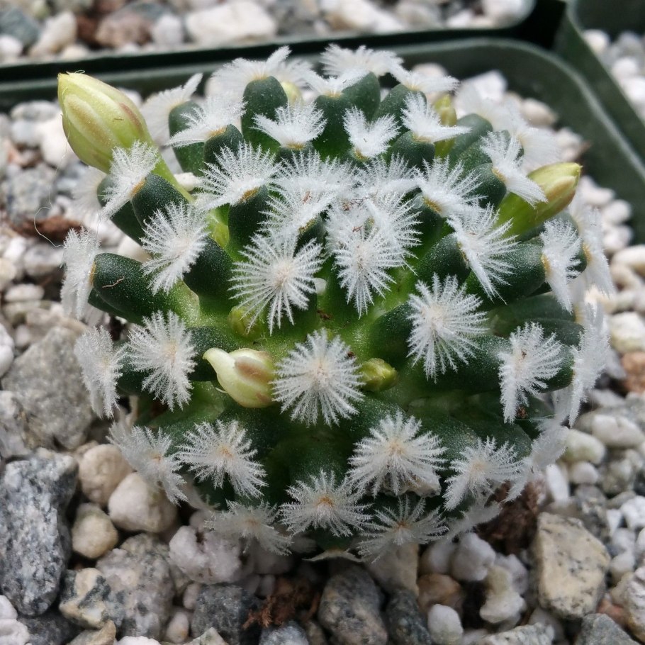 Кактус Mammillaria