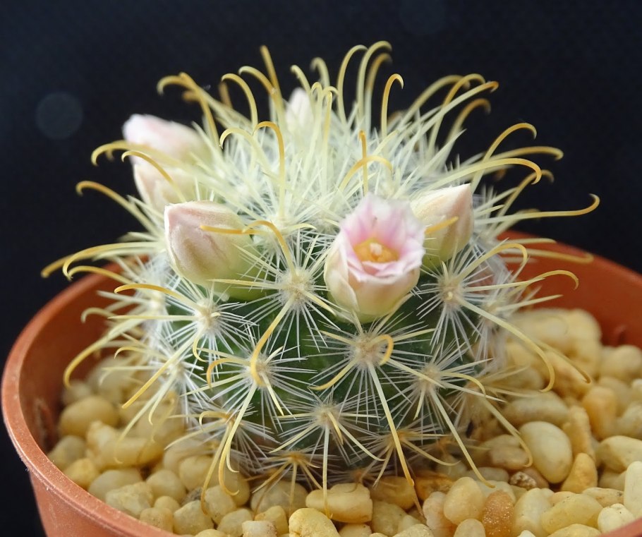 Mammillaria backebergiana Кактус