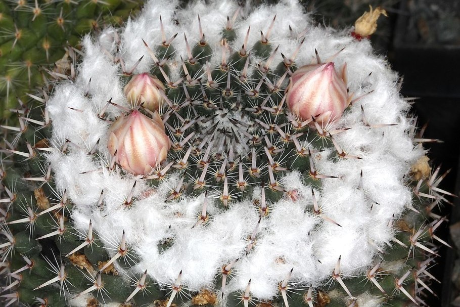 Маммиллярия Зейльмана