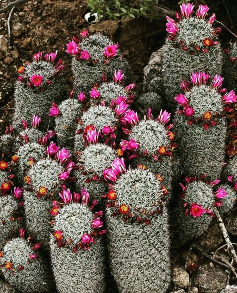 Mammillaria armillata