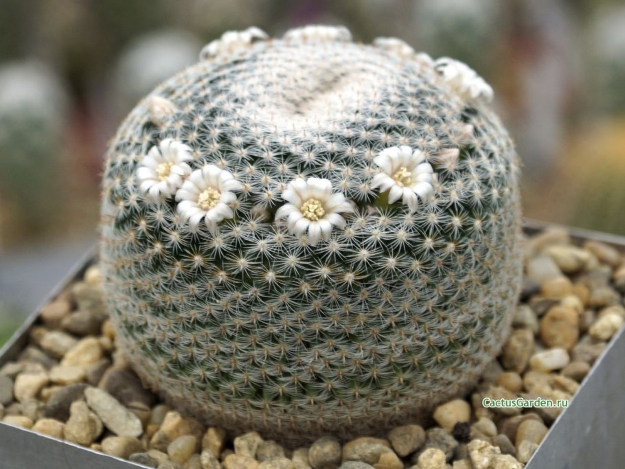 Маммиллярия дуоформиз