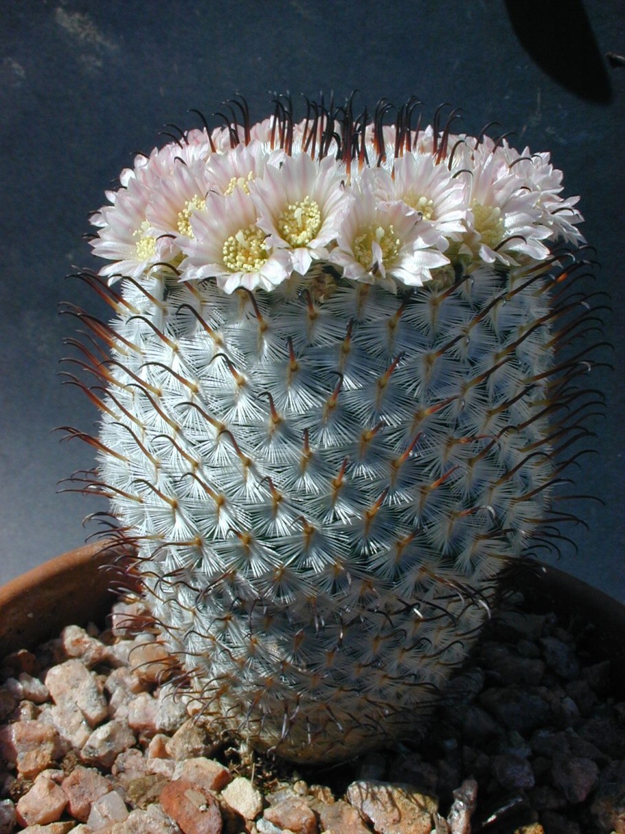 Маммиллярия microthele